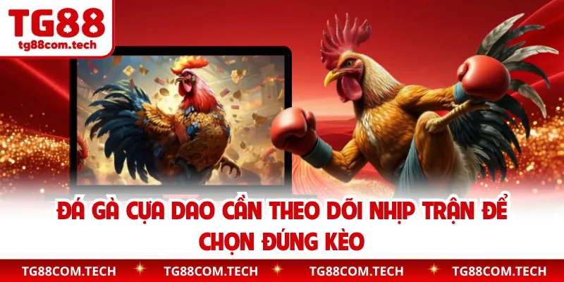 Đá gà cựa dao cần theo dõi nhịp trận để chọn đúng kèo